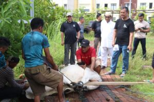 Kejati Sulut Gelar Qurban 3 Ekor Sapi, Wakajati Tekankan Nilai Keikhlasan dan Kepedulian Sosial di Idul Adha 1447 H